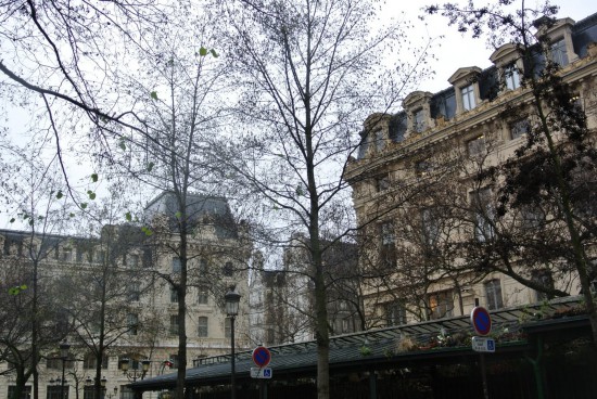パリの冬の樹